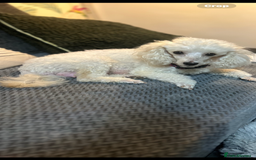 Toy Poodle dogs for sale: Red toy poodle puppies - Image 2