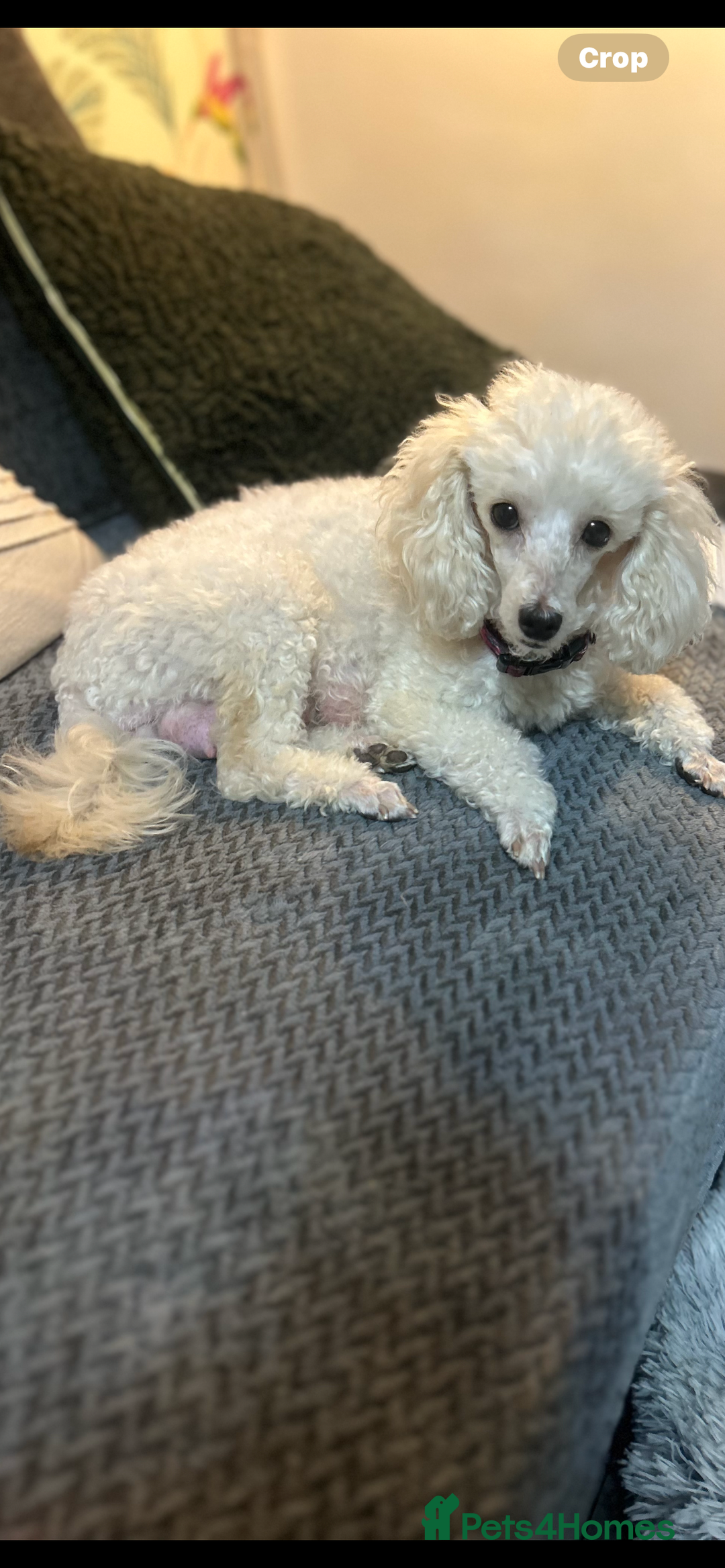 Toy Poodle dogs for sale: Red toy poodle puppies - Image 2