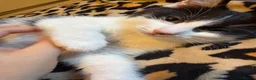 Mixed Breed cats for sale: Beautiful kittens for sale  - Advert 8