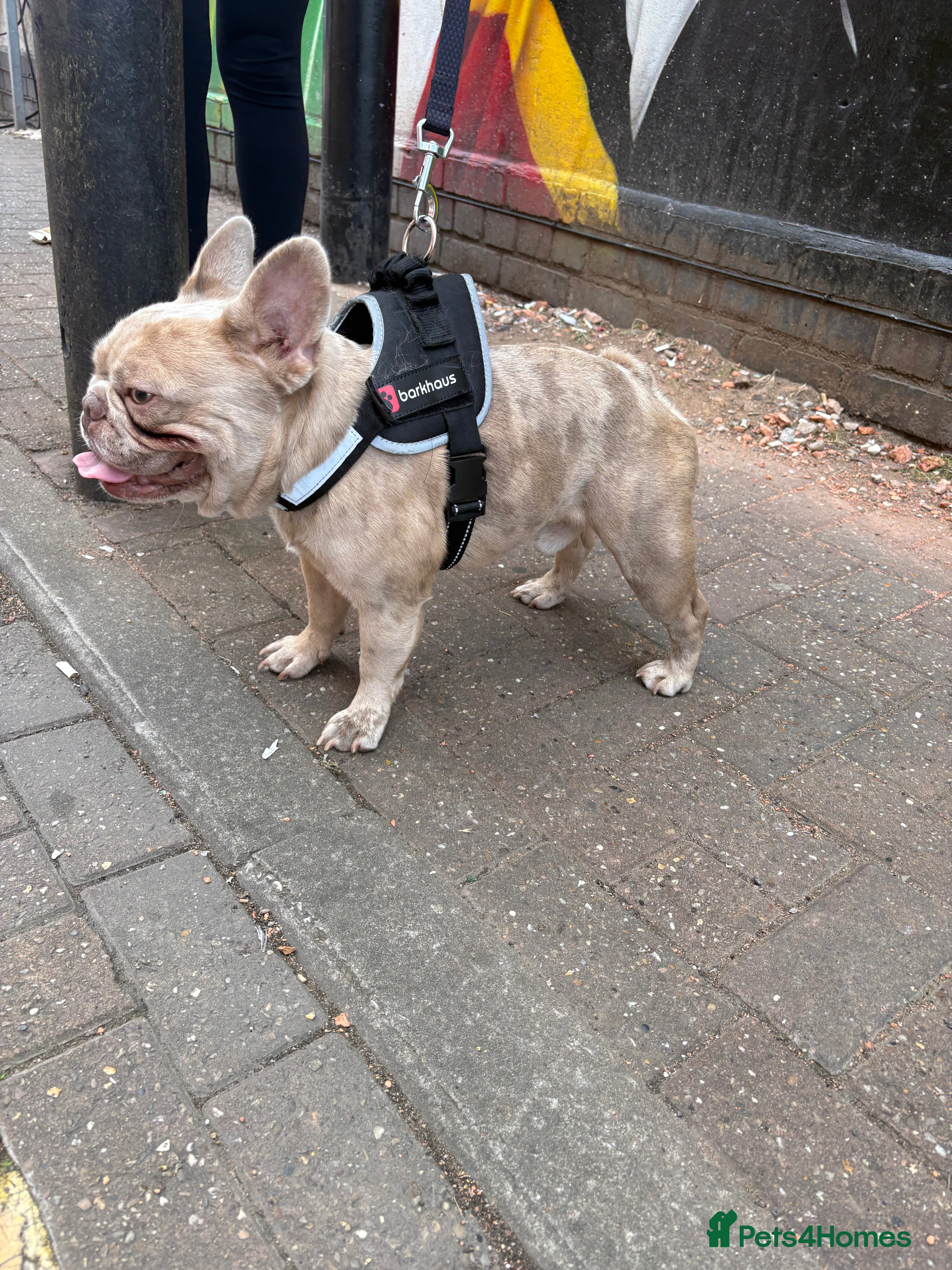 French Bulldog dogs MICRO STUD BOY! NOW OPEN  - Advert 13