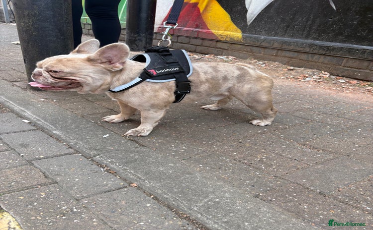 French Bulldog dogs - Advert 2