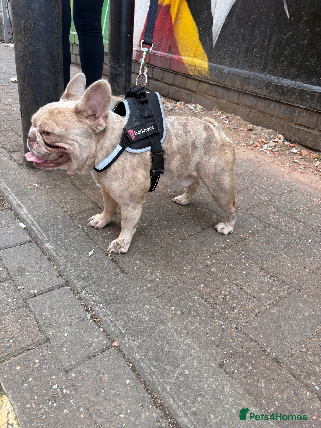 French Bulldog dogs for stud: MICRO STUD BOY! NOW OPEN  - Image 1