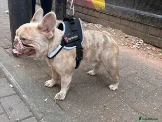 French Bulldog dogs MICRO STUD BOY! NOW OPEN - Advert 19