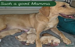 Labrador Retriever dogs for sale: Gorgeous Labrador puppies - Image 4