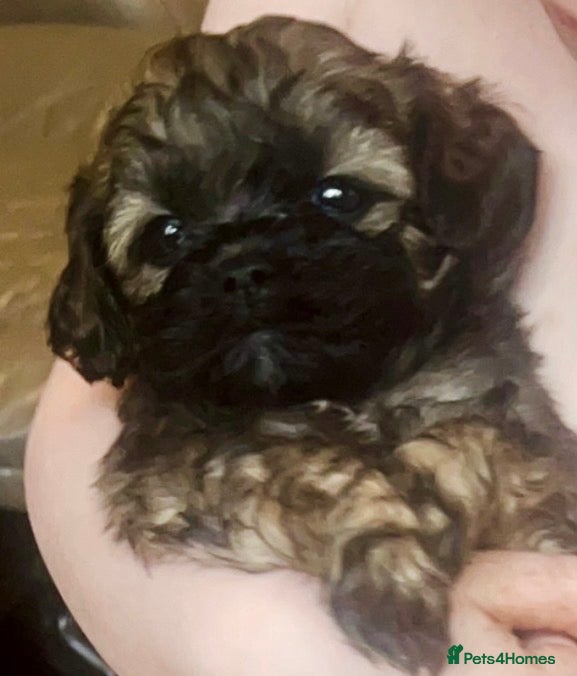 Shihpoo dogs Toy ShiPoo puppies,Very rare colours - Advert 5