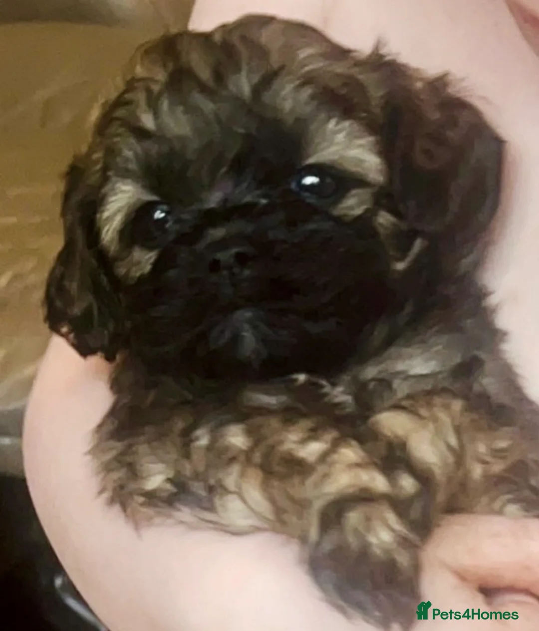 Shihpoo dogs for sale: Toy Shihpoo puppies,Very rare colours 2 BOYS LEFT - Advert 1