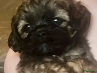 Shihpoo dogs Toy ShiPoo puppies,Very rare colours - Advert 5