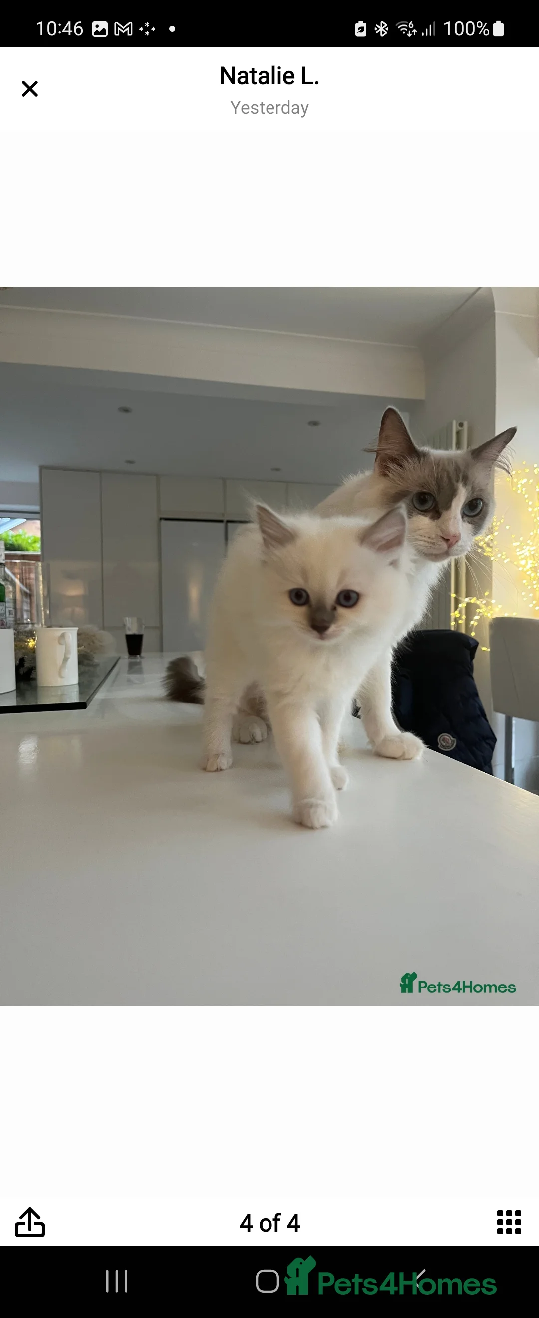 Ragdoll cats for stud: 100% proven boy for stud in Wakefield - Advert 9