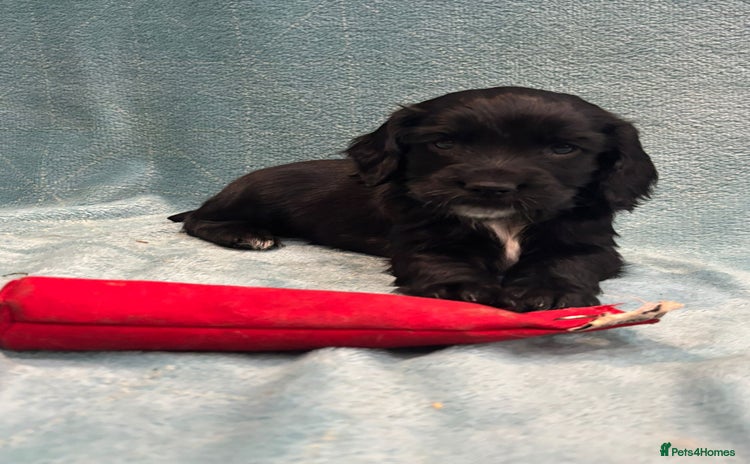 Sprocker dogs - Advert 9