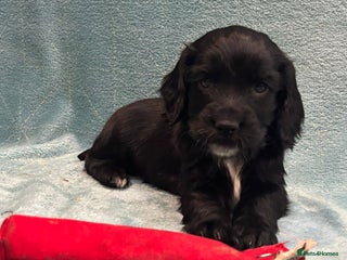Sprocker dogs - Advert 2