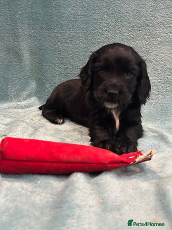Sprocker dogs - Advert 1