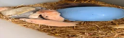 Hamster rodents for sale: Hamsters ready now  - Advert 4