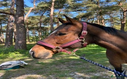 English Thoroughbred horses for sale: Stunning 17H Bay Gelding - Image 6
