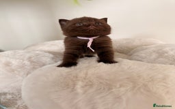 British Shorthair cats for sale: 7 British Shorthair Kittens TICA®️ – Import Lines - Image 26