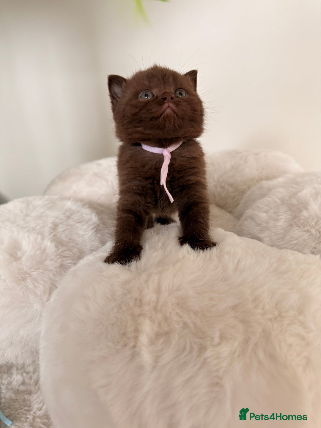 British Shorthair cats for sale: 7 British Shorthair Kittens TICA®️ – Import Lines - Image 26