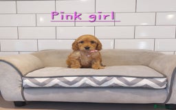 Cockapoo dogs for sale: F1 Cockapoo puppies - Advert 5
