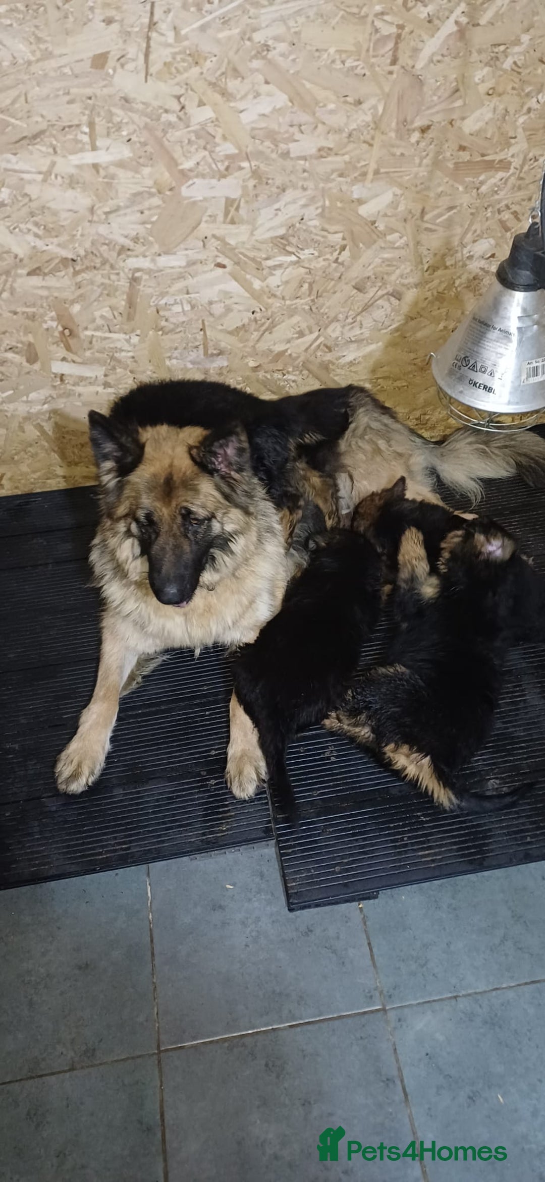 German Shepherd dogs for sale: Chunky German Sheperd puppies - Advert 1