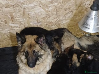 German Shepherd dogs Chunky German Sheperd puppies - Advert 6