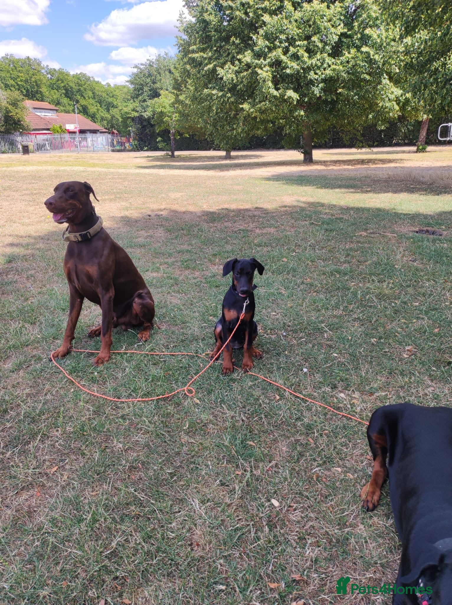 Dobermann dogs ONE DOBERMANN FEMALE PUPPY LEFT!!!!   - Advert 4