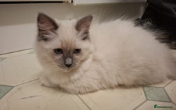 Ragdoll cats for sale: Ragdolls - Image 2