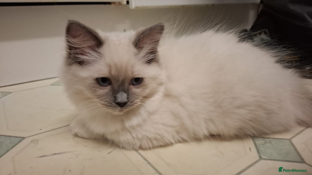 Ragdoll cats for sale: Ragdolls - Image 2