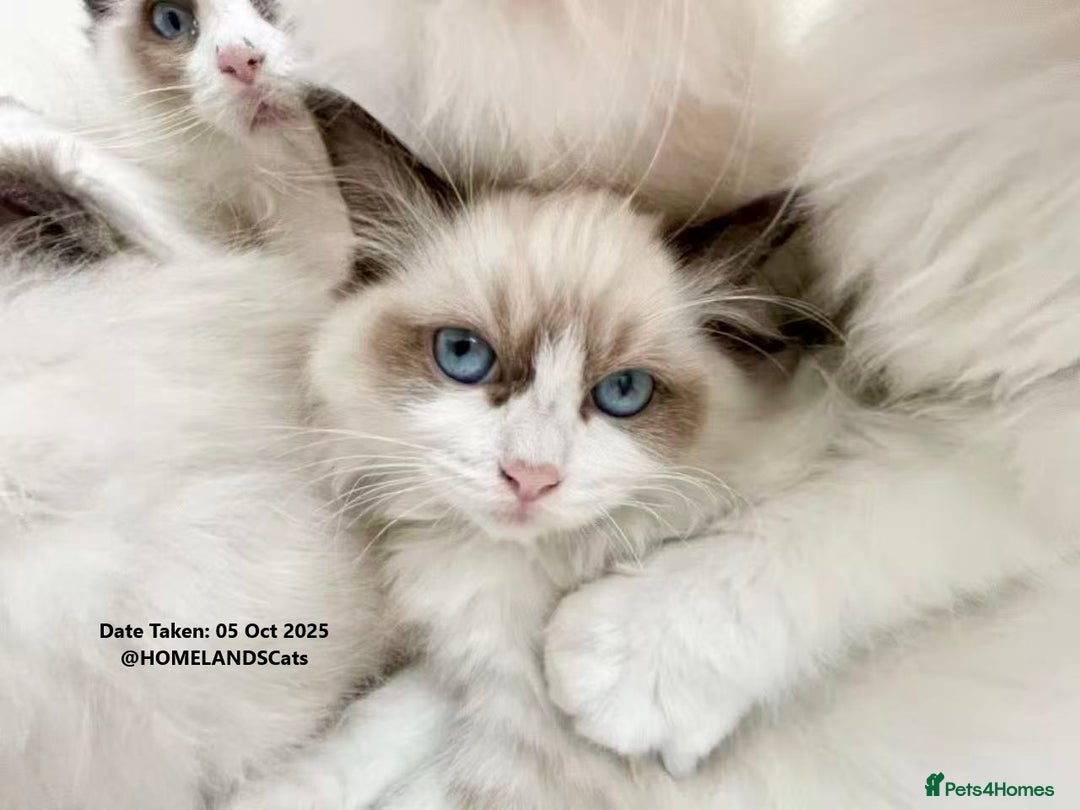 Ragdoll cats for sale: 🐾Stunning Ragdoll Kittens🧬DNA🏆ChampParents🐾 - Image 4