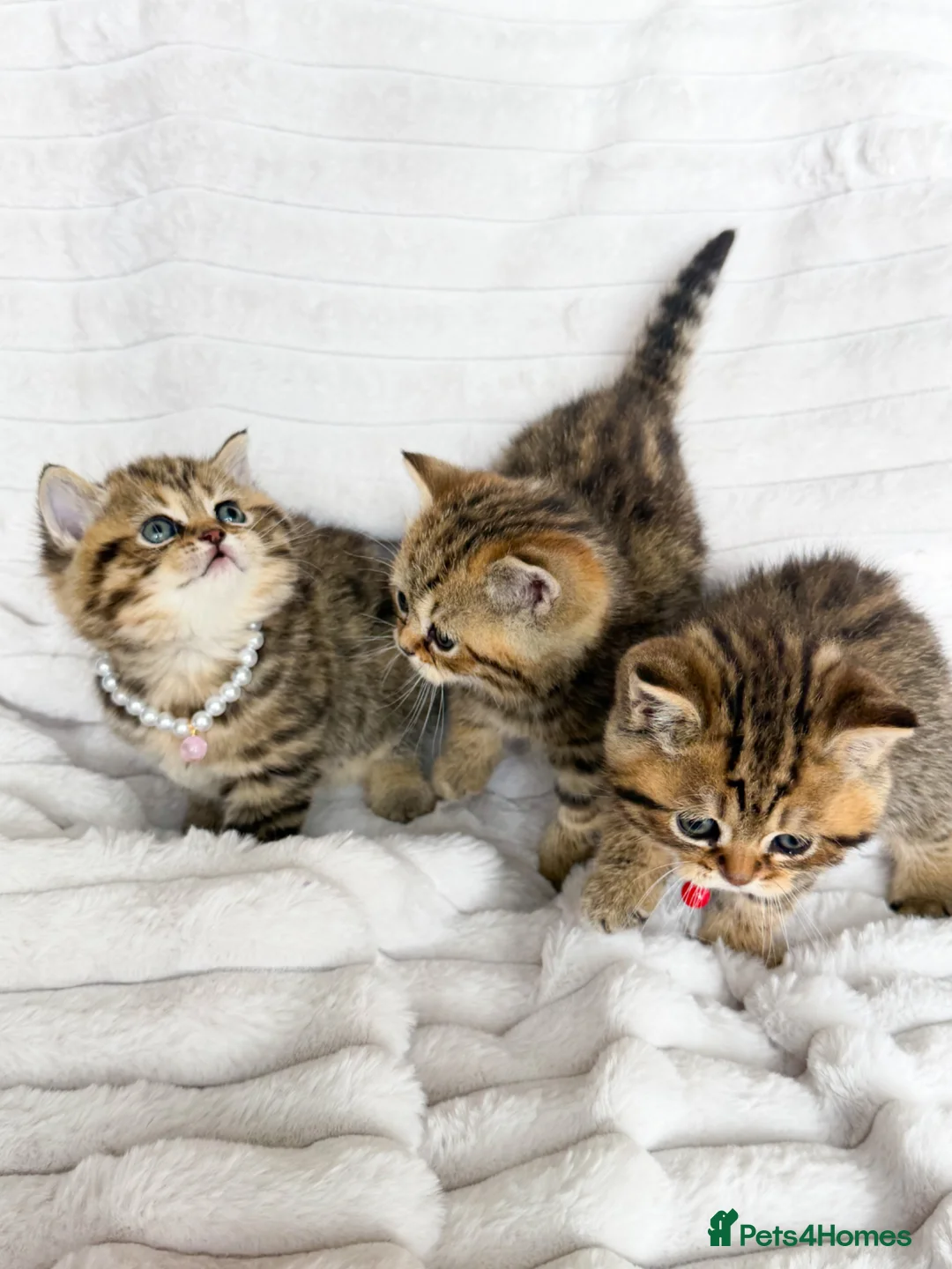 British Shorthair cats for sale: Stunning Tabby FULL PEDIGREECHAMPION BSH BABIES 😍 - Advert 1