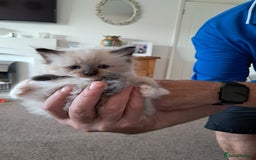 Ragdoll cats for sale:  2 female beautiful Ragdoll kittens left - Image 12