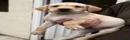 Labrador Retriever dogs for sale: 3 male KC parents health tested from a FTCH WINNER - Advert 2