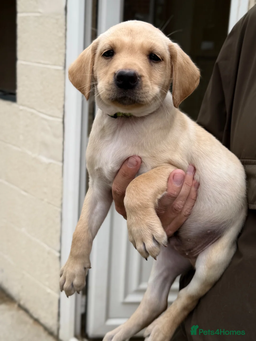 Labrador Retriever dogs for sale: 3 male KC parents health tested from a FTCH WINNER - Advert 2