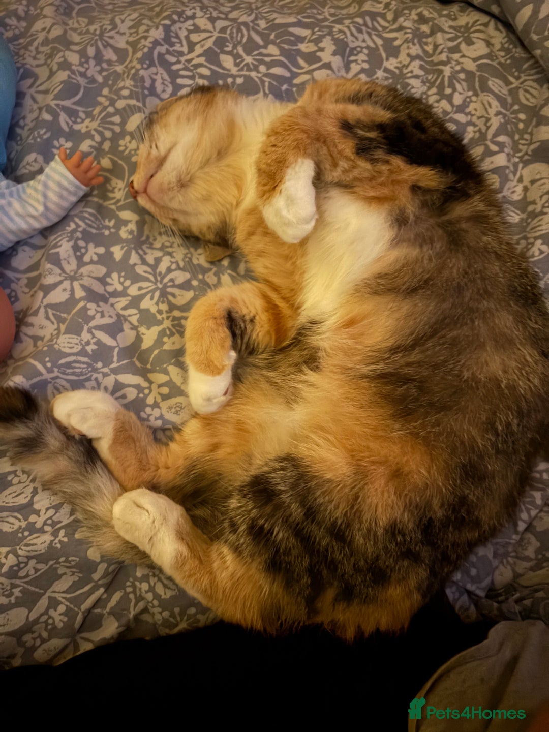 Domestic Shorthair cats for sale: 4.5 year old calico girl  - Advert 3