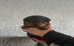 Rottweiler dogs for sale: 6 Rottweiler puppy’s  - Advert 1