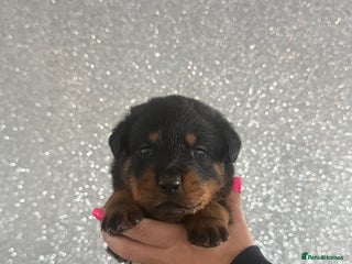 Rottweiler dogs 6 Rottweiler puppy’s - Advert 6