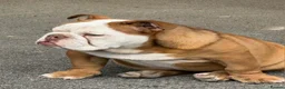 English Bulldog dogs for sale: 😍 Beautiful English Bulldog puppies 🥰 - Advert 11