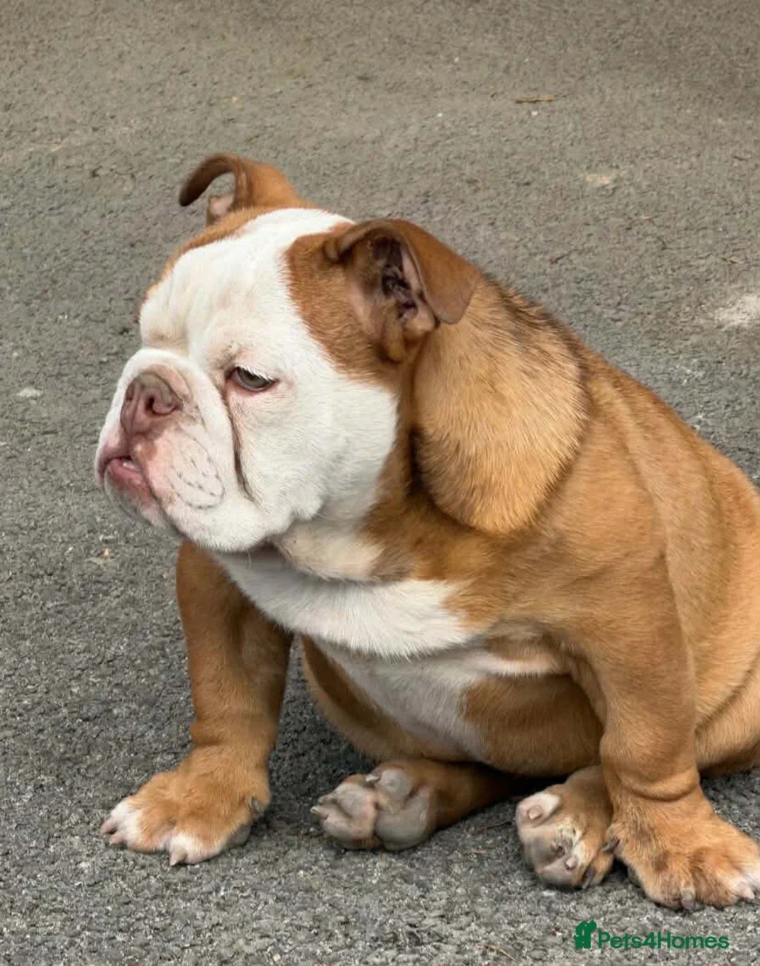 English Bulldog dogs for sale: 😍 Beautiful English Bulldog puppies 🥰 - Advert 11