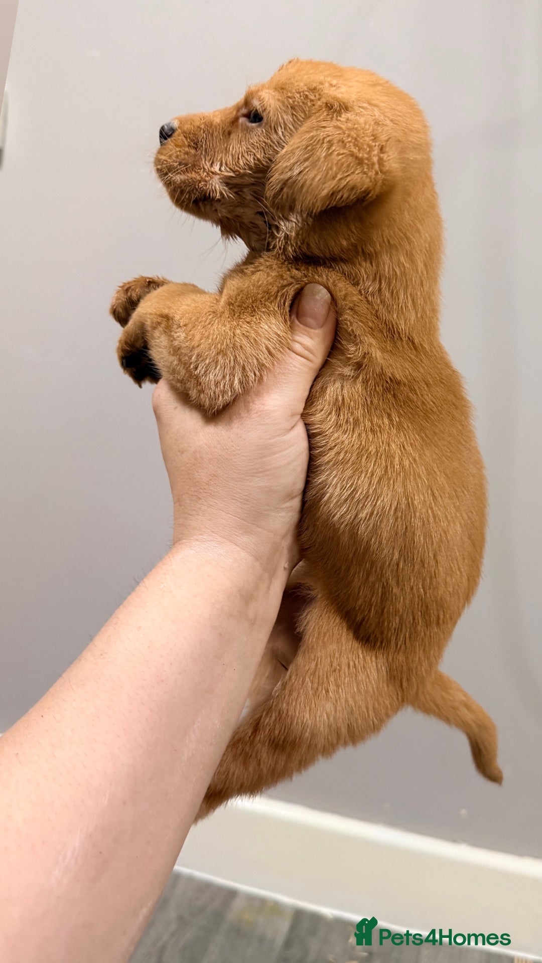 Labrador Retriever dogs for sale: Beautiful, fox red labradors - Advert 15