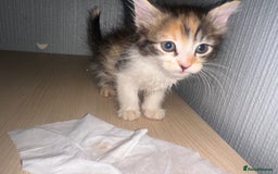 British Shorthair cats for sale: Kittens for sale - Image 6