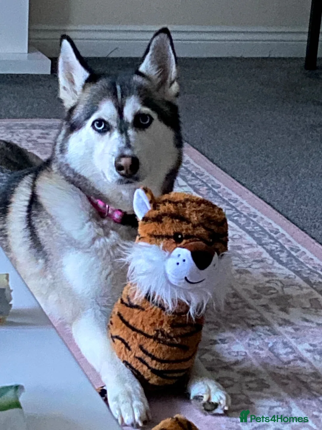 Siberian Husky dogs for sale: Beautiful Blue Eyed Female Husky  - Advert 2