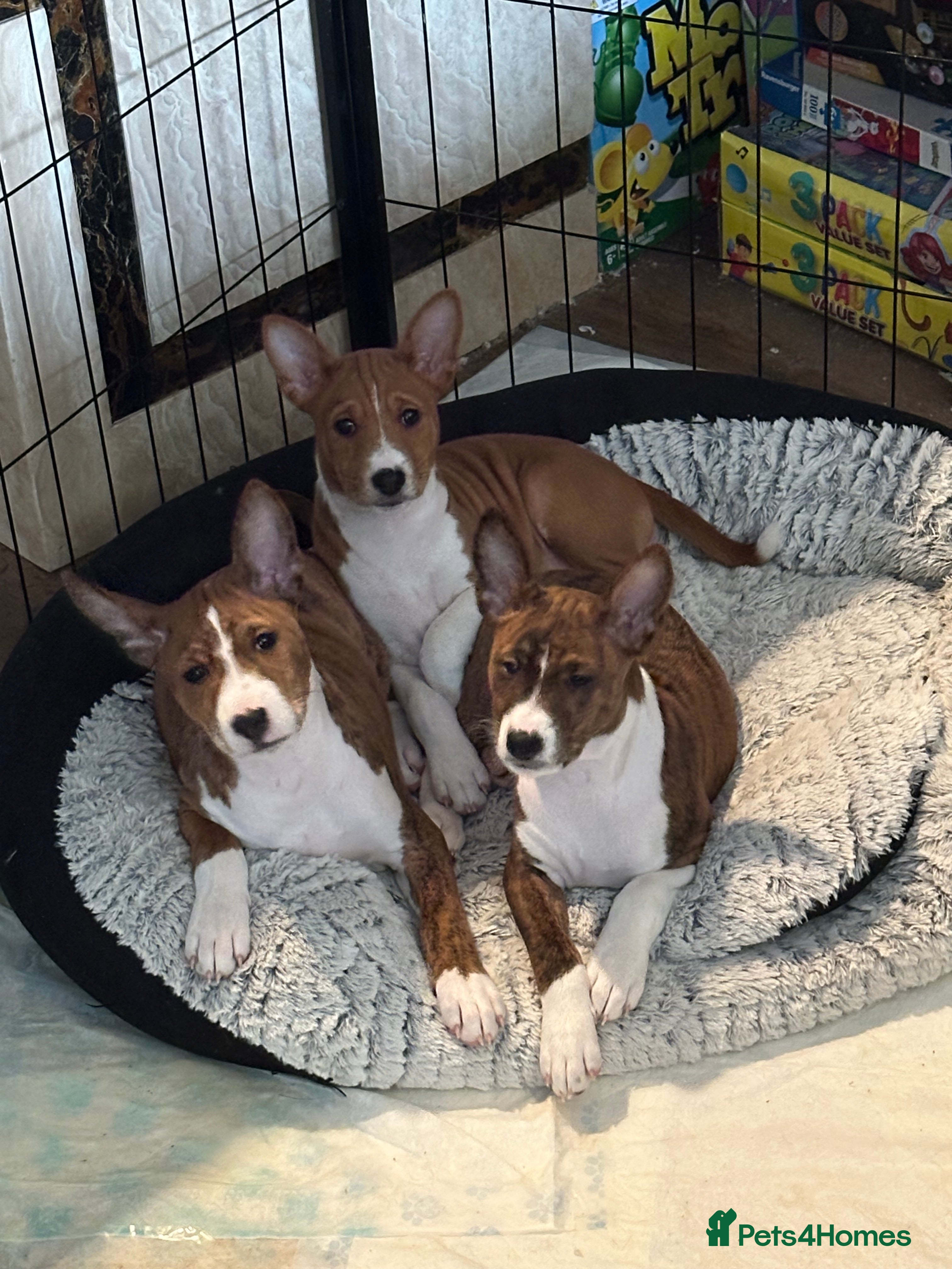 Basenji dogs 6 basenji puppies litter ONLY TWO LEFT  - Advert 1