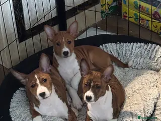 Basenji dogs 6 basenji puppies litter ONLY TWO LEFT - Advert 4