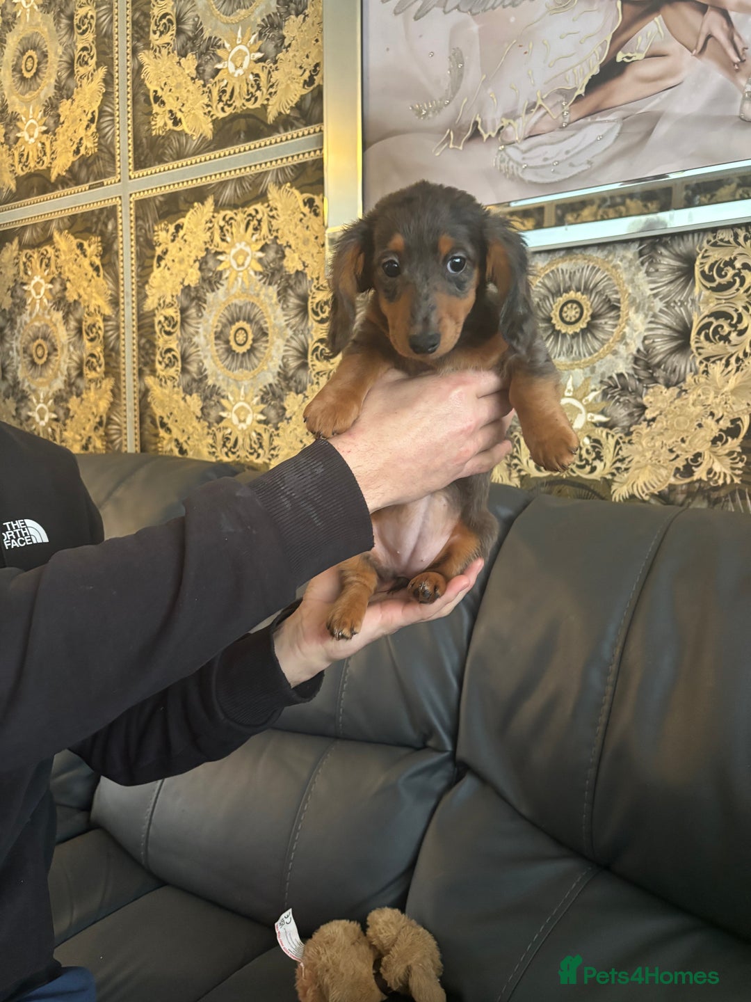 Dachshund dogs for sale: Dachshund pups kc registed - Advert 9