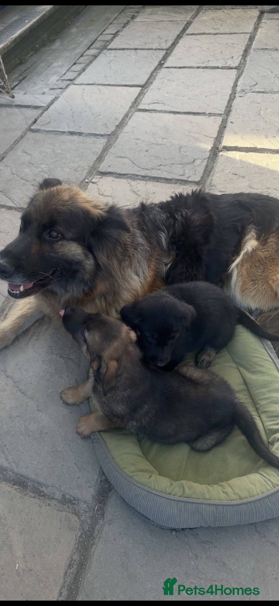 German Shepherd dogs German shepherd puppies - Advert 2