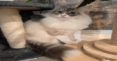 Siberian cats - Advert 5