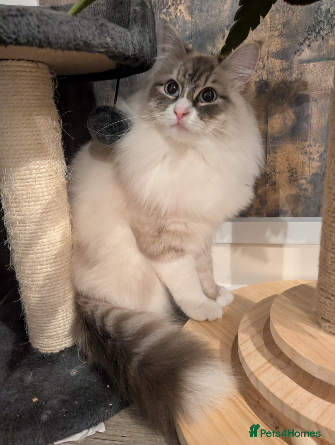 Siberian cats for sale: Loving young adult, Siberian Neva Masquerade  - Image 2