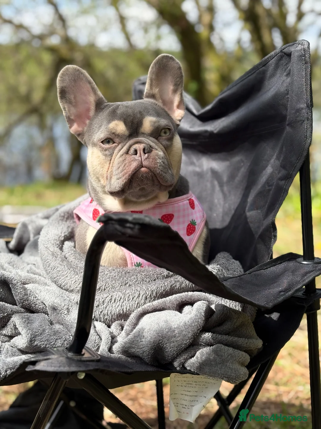 French Bulldog dogs for sale: 3 Beautiful Blue Tan French Bulldog Boys - Advert 12