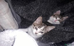 Mixed Breed cats for sale: Beautiful kittens  - Image 2