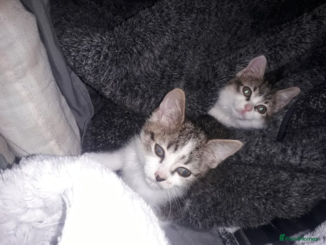 Mixed Breed cats for sale: Beautiful kittens  - Image 2