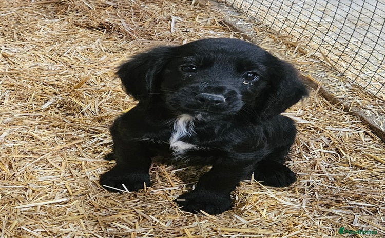 Cocker Spaniel dogs - Advert 6
