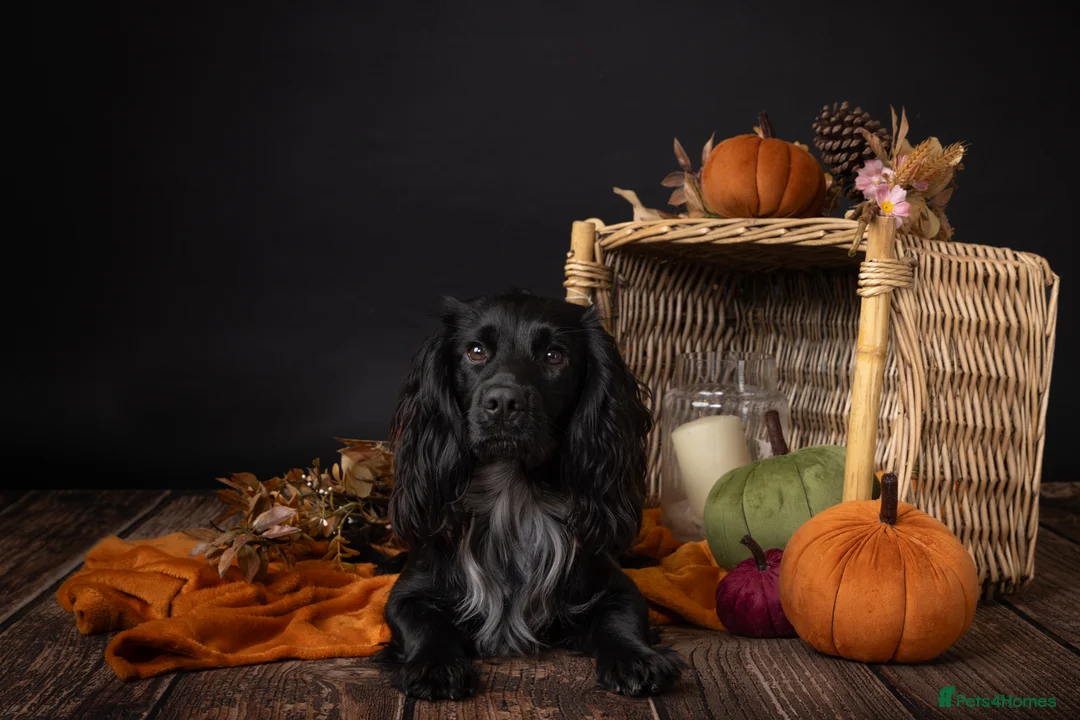 Cocker Spaniel dogs for stud: Working Cocker Spaniel-Proven Stud Available 🐾 - Advert 2