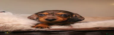 Miniature Dachshund 3